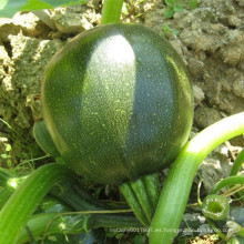 HSQ09 Gaoang ronda verde oscuro F1 híbrido calabaza / semillas de calabacín